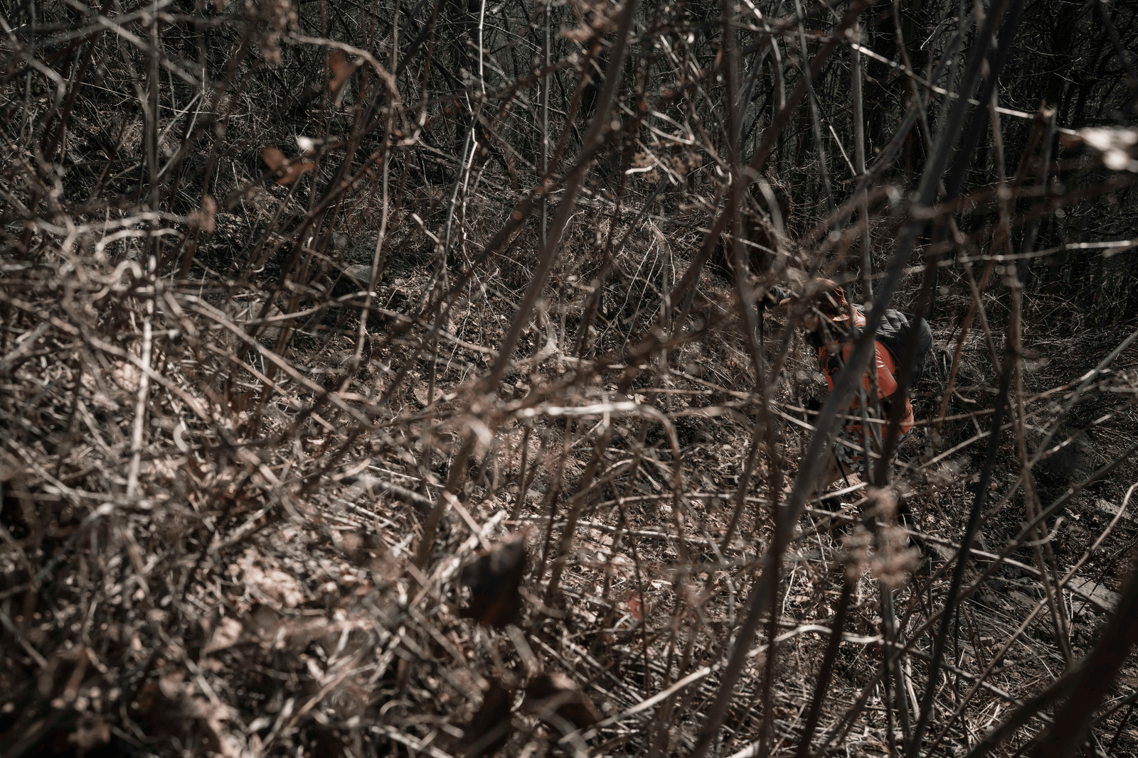 Rat Jaw boucle 1, 2026 — Jacob Zocherman